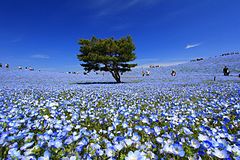 ひたち海浜公园 - panoramio (106).jpg